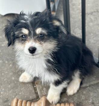 Peanut -  Poodle and Australian Shepherd Dog for Adoption in Wolcott, Connecticut - Peanut | PetCurious