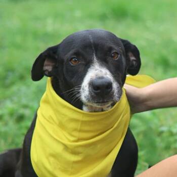 BRENDA -  Labrador Retriever Dog for Adoption in San Antonio, Texas - BRENDA | PetCurious