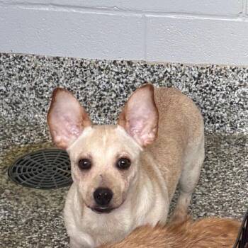 Soap -  Chihuahua Dog for Adoption in Morganton, North Carolina - Soap | PetCurious
