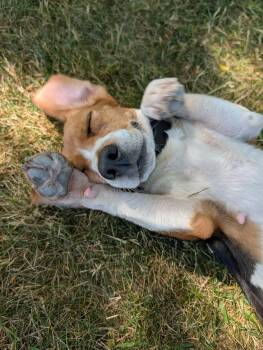 Phoenix -  Beagle Dog for Adoption in Whitewater, Wisconsin - Phoenix | PetCurious