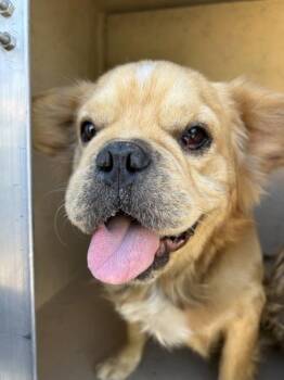 Zoro -  French Bulldog Dog for Adoption in Victorville, California - Zoro | PetCurious
