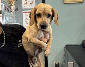 GUERO -  Cavalier King Charles Spaniel and Chihuahua Dog for Adoption in Rowlett, Texas - GUERO | PetCurious
