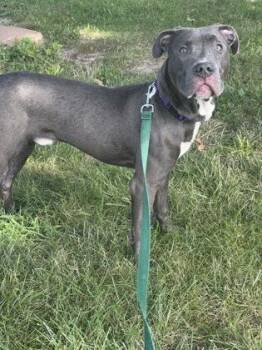 Slinky -  Pit Bull Terrier and Mixed Breed Dog for Adoption in Kansas City, Missouri - Slinky | PetCurious