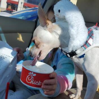 Rescue Chihuahua Dogs for Adoption in Anderson, South Carolina - Jasper | PetCurious