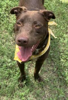 Kayne -  Retriever and Mixed Breed Dog for Adoption in San Antonio, Texas - Kayne | PetCurious