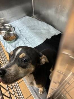 Maizie -  Rat Terrier and Mixed Breed Dog for Adoption in Gainesville, Florida - Maizie | PetCurious