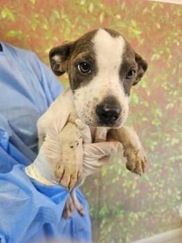 Jolene -  Terrier and Mixed Breed Dog for Adoption in San Antonio, Texas - Jolene | PetCurious