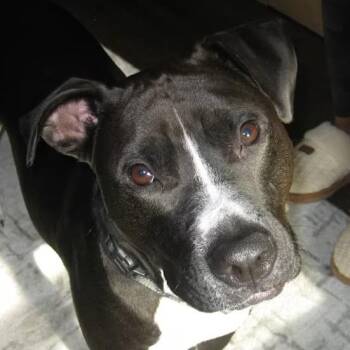 Ringo (Courtesy Post) -  Pit Bull Terrier Dog for Adoption in Cedar Mountain, North Carolina - Ringo (Courtesy Post) | PetCurious