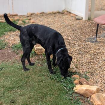 River -  Catahoula Leopard Dog Dog for Adoption in Lenoir, North Carolina - River | PetCurious