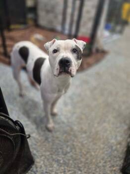 Pit Bull Terrier Dogs Available for Adoption - Haley | PetCurious