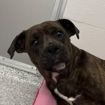 Pit Bull Terrier and Boxer Dogs Available for Adoption in Fort Wayne, Indiana - Tweetie | PetCurious
