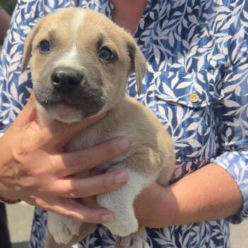 Cooper -  Terrier and Mixed Breed Dog for Adoption in Shelby County, Texas - Cooper | PetCurious