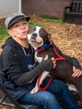 Mixed Breed Dogs Available for Adoption in Chamblee, Georgia - Faux | PetCurious