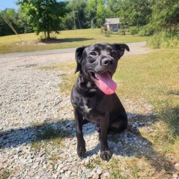 Dov -  Labrador Retriever Dog for Adoption in Manhasset, New York - Dov | PetCurious