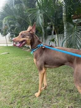 Rhodesian Ridgeback and Mixed Breed Dogs Available for Adoption - Kali | PetCurious