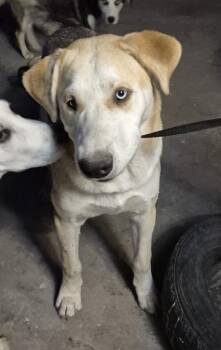 Husky Dogs Available for Adoption in San Antonio, Texas - JR | PetCurious