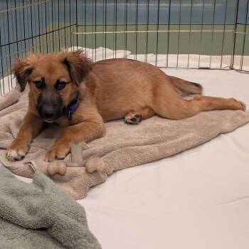 Mixed Breed Dogs Available for Adoption - Scarlett | PetCurious