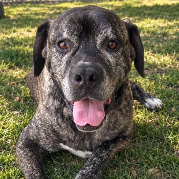 Butch -  Mixed Breed Dog for Adoption in Hemet, California - Butch | PetCurious