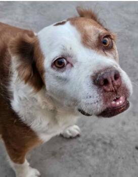 Lucky -  Mixed Breed and English Bulldog Dog for Adoption in Homewood, Illinois - Lucky | PetCurious