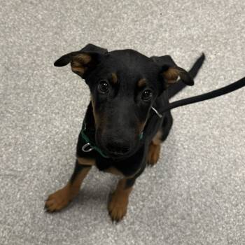 Rescue Shepherd and Mixed Breed Dogs for Adoption in Durango, Colorado - Thor | PetCurious