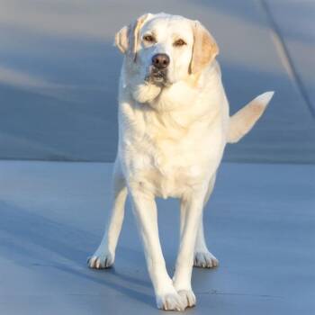 Great Pyrenees and Labrador Retriever Dogs Available for Adoption in St. Louis, Missouri - STELLA | PetCurious