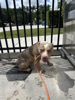 NELLIE -  Pit Bull Terrier Dog for Adoption in Fort Lauderdale, Florida - NELLIE | PetCurious