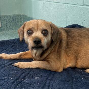 Tonto -  Mixed Breed Dog for Adoption - Tonto | PetCurious