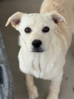 Retriever and Cattle Dog Dogs Available for Adoption in Fort Lupton, Colorado - Blonda Fairywinkle | PetCurious