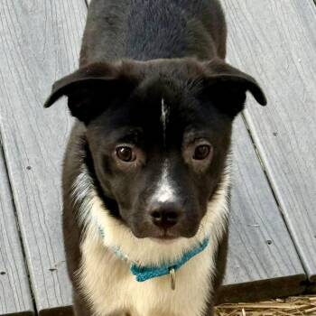 Mixed Breed Dogs Available for Adoption in Boaz, Alabama - Tator | PetCurious