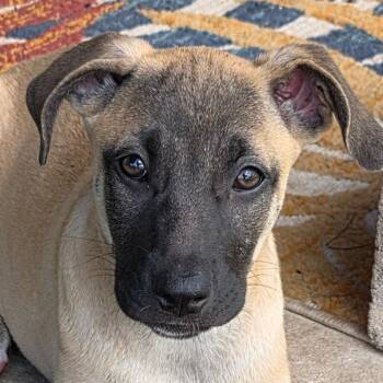 Rescue Belgian Shepherd Malinois and Mixed Breed Dogs for Adoption in Austin, Texas - Halo DD | PetCurious