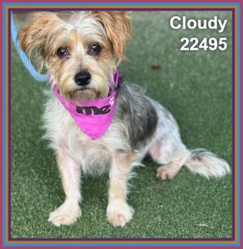 CLOUDY -  Yorkshire Terrier and Shih Tzu Dog for Adoption in Marietta, Georgia - CLOUDY | PetCurious