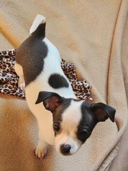 Fortune Feimster -  Chihuahua Dog for Adoption in Fall River, Massachusetts - Fortune Feimster | PetCurious