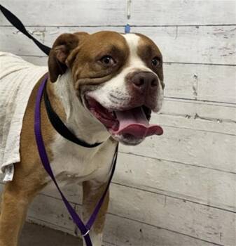 DAWG -  Pit Bull Terrier Dog for Adoption in San Bernardino, California - DAWG | PetCurious