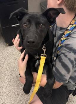 Breezy -  Mixed Breed Dog for Adoption in Kansas City, Missouri - Breezy | PetCurious