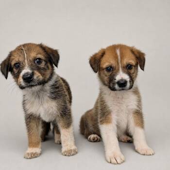 Terrier Dogs Available for Adoption - Beans & Toast *FOSTER OR FOSTER-TO-ADOPT NEEDED* | PetCurious