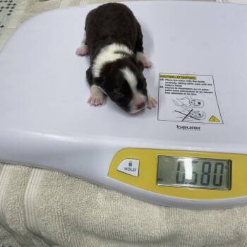 Mixed Breed Dogs Available for Adoption - Breezy Pup - Lily | PetCurious