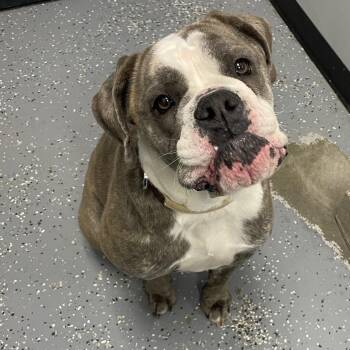 English Bulldog Dogs Available for Adoption in Walker, Michigan - Willow | PetCurious