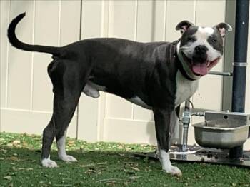 Rescue Pit Bull Terrier Dogs for Adoption in Sarasota, Florida - BARKULA | PetCurious