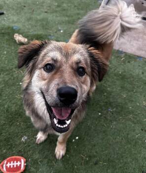 Great Pyrenees and Shepherd Dogs Available for Adoption in Kiowa, Oklahoma - Bearington  | PetCurious