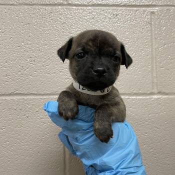 Invisible -  Mastiff and Mixed Breed Dog for Adoption in Birmingham, Alabama - Invisible | PetCurious