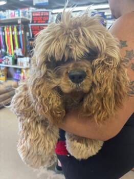 Cocker Spaniel Dogs Available for Adoption in Lakeland, Florida - Scrappy | PetCurious