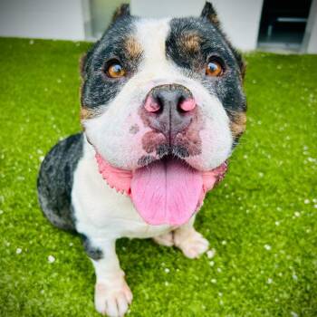 Chimney -  Staffordshire Bull Terrier and Mixed Breed Dog for Adoption in Englewood, Florida - Chimney | PetCurious