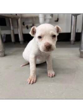 Chihuahua Dogs Available for Adoption - Daphne | PetCurious