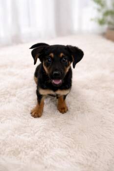 Shepherd Dogs Available for Adoption - Dani #0078 | PetCurious