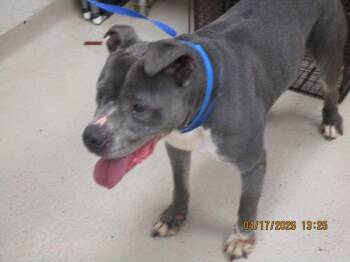 Pit Bull Terrier Dogs Available for Adoption in Marietta, Georgia - Zeus(55) | PetCurious