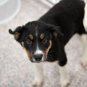 Walnut (JN26-29) -  Black Labrador Retriever and Mixed Breed Dog for Adoption in Peyton, Colorado - Walnut (JN26-29) | PetCurious