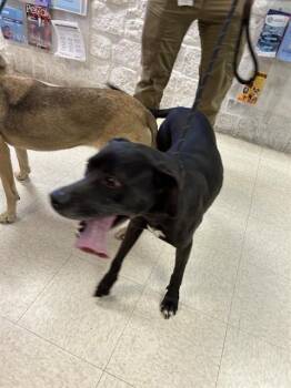 Labrador Retriever Dogs Available for Adoption - NALA | PetCurious