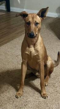 Rescue Doberman Pinscher and Great Pyrenees Dogs for Adoption in Portales, New Mexico - Pluto | PetCurious
