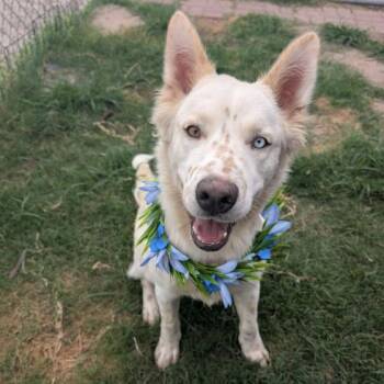 Charlie -  Australian Shepherd Dog Available for Adoption in Fort Collins, Colorado - Charlie | PetCurious