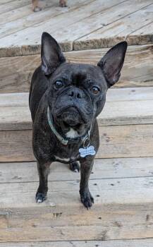 Gaby -  French Bulldog and Boston Terrier Dog for Adoption in Benton, Kansas - Gaby | PetCurious